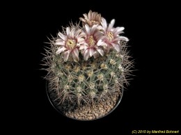 Gymnocalycium mazanense v. ferox 307